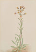 Vergerette élevée Erigeron acris - Mary Vaux Walcott — vista dell’opera