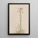 Vergerette élevée Erigeron acris - Mary Vaux Walcott — quadro incorniciato alla parete