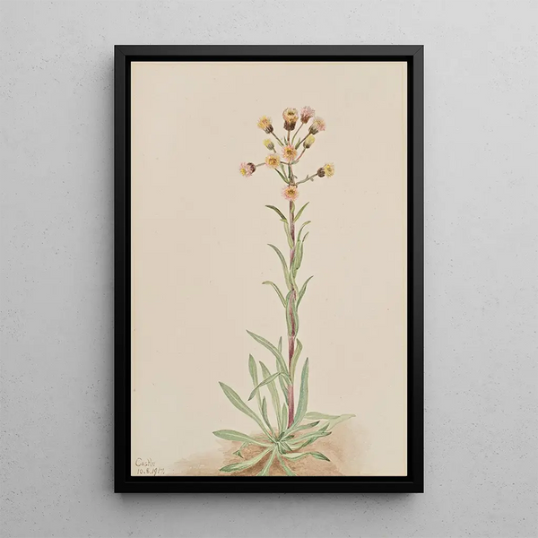 Mary Vaux Walcott - Tall Fleabane Erigeron acris.webp