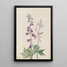 Dauphinelle élevée Delphinium elongatum - Mary Vaux Walcott — quadro incorniciato alla parete