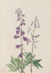 Dauphinelle élevée Delphinium elongatum - Mary Vaux Walcott — vista dell’opera
