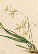 Épidendrum de Tampa Epidendrum tampense - Mary Vaux Walcott — vista dell’opera
