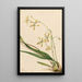 Épidendrum de Tampa Epidendrum tampense - Mary Vaux Walcott — quadro incorniciato alla parete