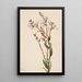 Befaria en grappes Befaria racemosa - Mary Vaux Walcott — quadro incorniciato alla parete