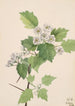 Aubépine écarlate Crataegus coccinea - Mary Vaux Walcott — vista dell’opera