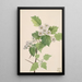 Aubépine écarlate Crataegus coccinea - Mary Vaux Walcott — quadro incorniciato alla parete