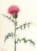 Chardon de l'Arizona Cirsium arizonica - Mary Vaux Walcott — vista dell’opera