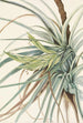 Tillandsia fasciculée Tillandsia fasciculata - Mary Vaux Walcott — vista dell’opera