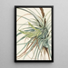 Tillandsia fasciculée Tillandsia fasciculata - Mary Vaux Walcott — quadro incorniciato alla parete