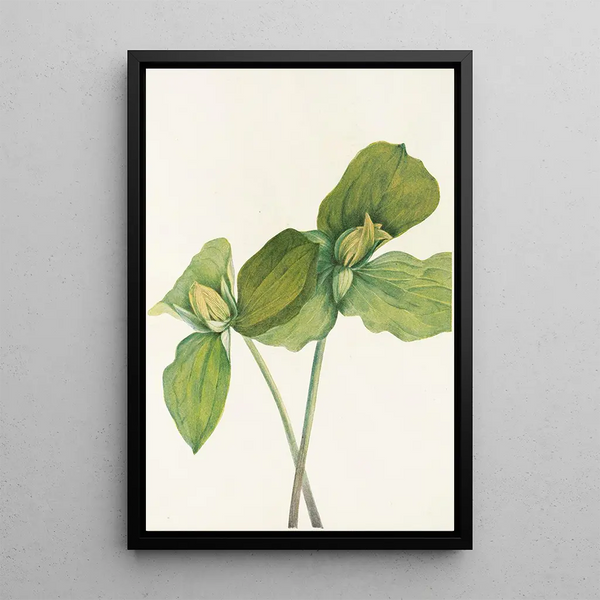 Mary Vaux Walcott - Toad Trillium Trillium sessile.webp
