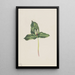 Trille décoloré Trillium discolor - Mary Vaux Walcott — quadro incorniciato alla parete