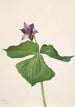 Trille dressé Trillium erectum - Mary Vaux Walcott — vista dell’opera