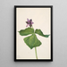 Trille dressé Trillium erectum - Mary Vaux Walcott — quadro incorniciato alla parete