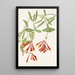 Chèvrefeuille trompette Lonicera sempervirens - Mary Vaux Walcott — quadro incorniciato alla parete