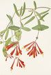 Chèvrefeuille trompette Lonicera sempervirens - Mary Vaux Walcott — vista dell’opera