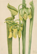Sarracénie gialla Sarracenia flava - Mary Vaux Walcott — vista dell’opera