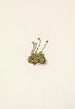 Saxifrage gazonnante Saxifraga caespitosa - Mary Vaux Walcott — vista dell’opera