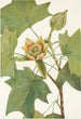 Tulipier de Virginie Liriodendron tulipifera - Mary Vaux Walcott — vista dell’opera