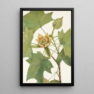 Mary Vaux Walcott - Tuliptree Liriodendron tulipifera.webp