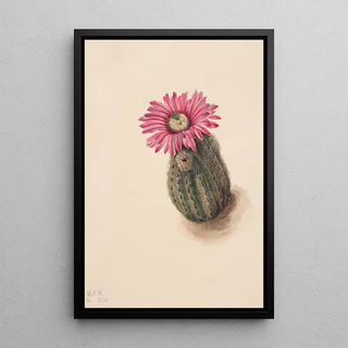 Mary Vaux Walcott - Turkeyhead Cactus Echinocerus perbellus.webp