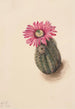Cactus tête de dinde Echinocerus perbellus - Mary Vaux Walcott — vista dell’opera