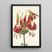 Lis turban Lilium superbum - Mary Vaux Walcott — quadro incorniciato alla parete