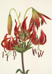 Lis turban Lilium superbum - Mary Vaux Walcott — vista dell’opera