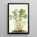 Jeffersonie a due foglie Jeffersonia diphylla - Mary Vaux Walcott — quadro incorniciato alla parete