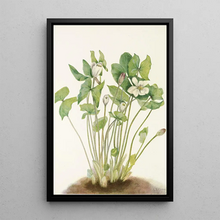 Mary Vaux Walcott - Twinleaf Jeffersonia diphylla.webp