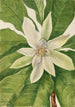 Magnolia à grandi foglie Magnolia tripetala - Mary Vaux Walcott — vista dell’opera