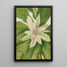 Magnolia à grandi foglie Magnolia tripetala - Mary Vaux Walcott — quadro incorniciato alla parete