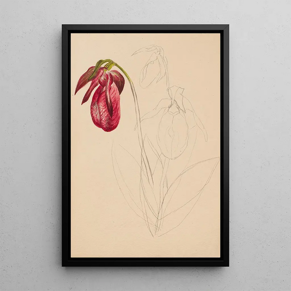 Mary Vaux Walcott - Unfinished Sketch.webp