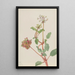 Sans titre Tripterocalyx pedunculatus - Mary Vaux Walcott — quadro incorniciato alla parete