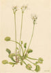 Attrape-mouche di Venere Dionaea muscipula - Mary Vaux Walcott — vista dell’opera