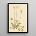 Attrape-mouche di Venere Dionaea muscipula - Mary Vaux Walcott — quadro incorniciato alla parete