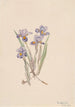 Iris printanier Iris verna - Mary Vaux Walcott — vista dell’opera