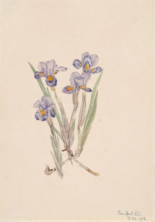 Mary Vaux Walcott - Vernal Iris Iris verna.webp
