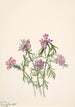 Verveine de Wright Verbena wrightii - Mary Vaux Walcott — vista dell’opera