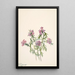 Verveine de Wright Verbena wrightii - Mary Vaux Walcott — quadro incorniciato alla parete