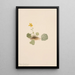 Violette orbiculaire Viola orbiculata - Mary Vaux Walcott — quadro incorniciato alla parete