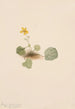 Violette orbiculaire Viola orbiculata - Mary Vaux Walcott — vista dell’opera