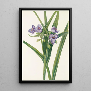 Mary Vaux Walcott - Virginia Spiderwort Tradescantia virginiana.webp