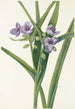 Tradescantia de Virginie - Mary Vaux Walcott — vista dell’opera