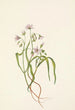 Claytonia de Virginie - Mary Vaux Walcott — vista dell’opera