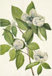 Stewartia de Virginie - Mary Vaux Walcott — vista dell’opera