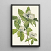 Stewartia de Virginie - Mary Vaux Walcott — quadro incorniciato alla parete