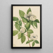 Stewartia de Virginie - Mary Vaux Walcott — quadro incorniciato alla parete