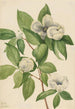 Stewartia de Virginie - Mary Vaux Walcott — vista dell’opera