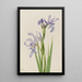 Iris missouriensis - Mary Vaux Walcott — quadro incorniciato alla parete