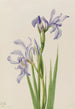Iris missouriensis - Mary Vaux Walcott — vista dell’opera